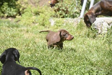 Cucciolo bassotto nano