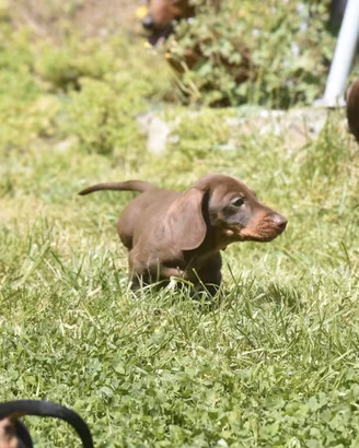 Cucciolo bassotto nano