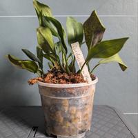 Orchidea Dendrochilum  glumaceum