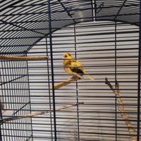Canarino femmina + gabbia
