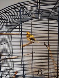 Canarino femmina + gabbia