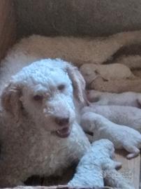 Cuccioli di lagotto romagnolo