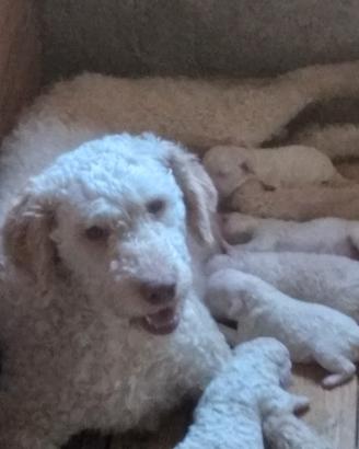 Cuccioli di lagotto romagnolo