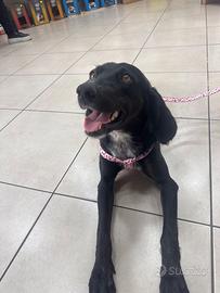 Cagnolina meticcia