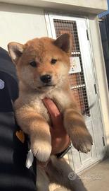 Cuccioli di Shiba Inu con Pedigree