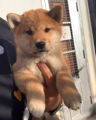 Cuccioli di Shiba Inu con Pedigree