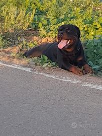 Rottweiler per monta