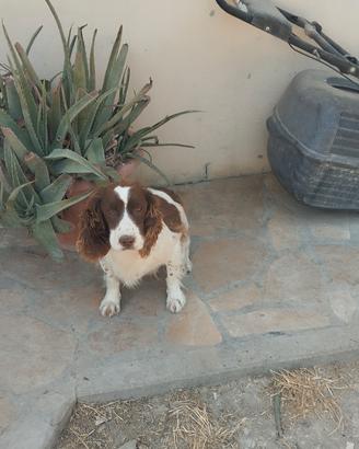 springer spaniel 