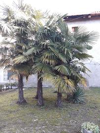 Palme