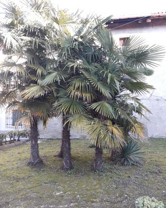 Palme