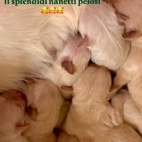 Cuccioli Golden Retriever disponibili