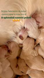 Cuccioli Golden Retriever disponibili