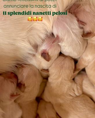 Cuccioli Golden Retriever disponibili