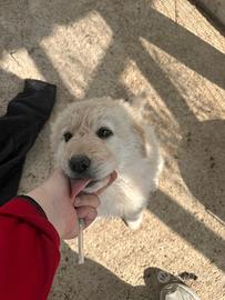 Adozione gratuita Belle