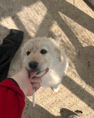 Adozione gratuita Belle