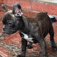 Bulldog francese esotico