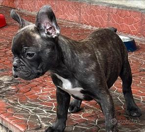 Bulldog francese esotico
