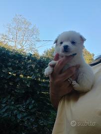 Mini volpini spitz Pomerania toy