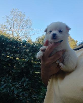 Mini volpini spitz Pomerania toy