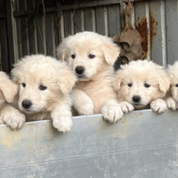 Cuccioli di Pastore Maremmano Abruzzese