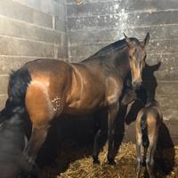 Vendita cavalla Baskin