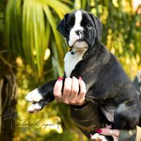 Boxer Cuccioli