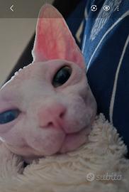 Gatto sphynx