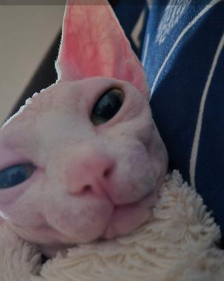 Gatto sphynx