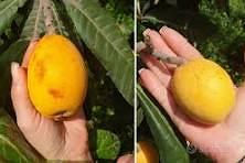 Nespolo GIGANTE  (peluche / tanaka) TALEA