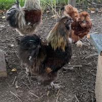 Gallo e Galline Moroseta