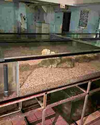 articoli acquarologia vasche per coralli etc