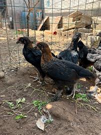 Pulcini Marans