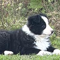Disponibile cucciola di border collie