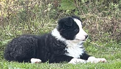 Disponibile cucciola di border collie