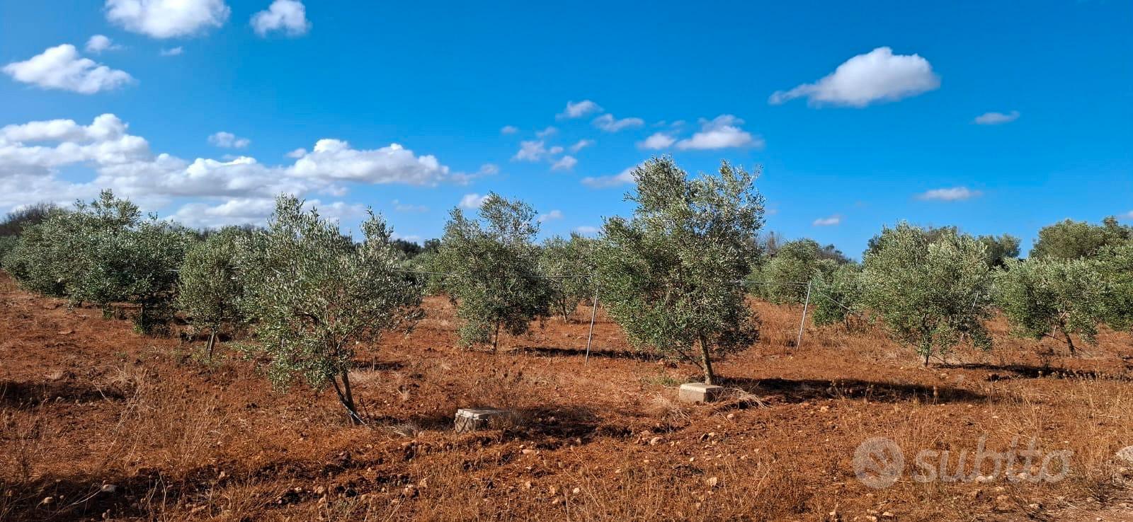 Terreno agricolo - Altro