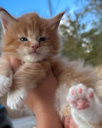 Cucciolo maine coon rosso e bianco