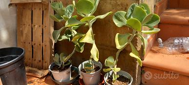 Piante succulente crassula arborescens