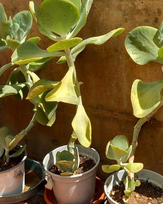 Piante succulente crassula arborescens