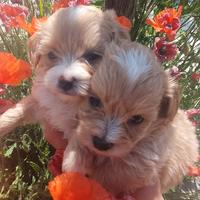 Cuccioli di maltipoo Nori e Sky