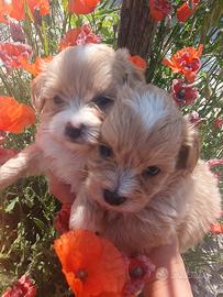Cuccioli di maltipoo Nori e Sky