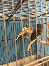 Animali Uccelli