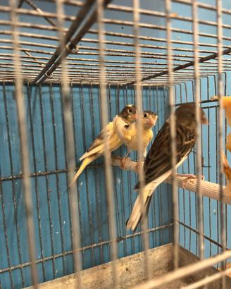 Animali Uccelli