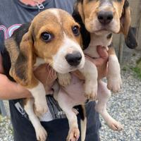 Cuccioli beagle