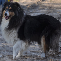 Femmina di pastore scozzese