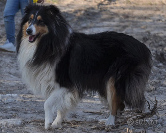 Femmina di pastore scozzese