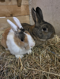 Conigli nano