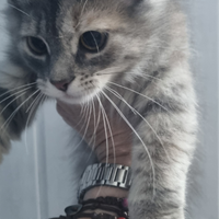 Cuccioli Siberiani Ipoallergenici