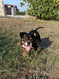 American bully