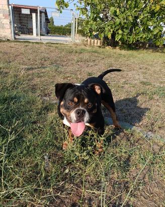 American bully