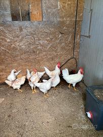 Gallo Livornese